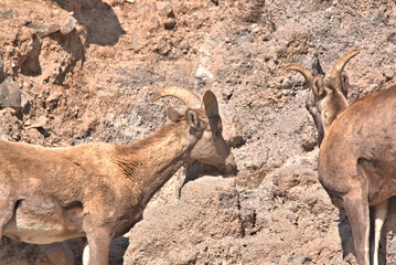 Big Horn rams licking salt off the boulders in the mountains of San Juan in southern Colorado