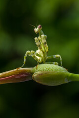 small green flower mantis