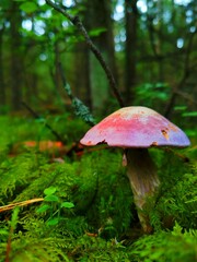 mushrooms in the forest