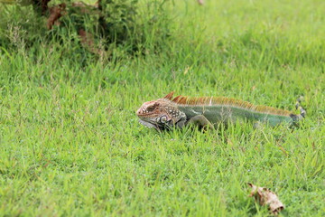 Iguana verde en Costa Rica