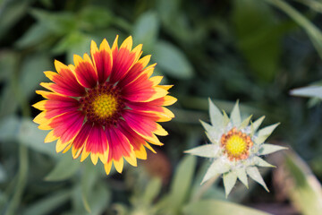 Red and yellow flower (Gaillardia)