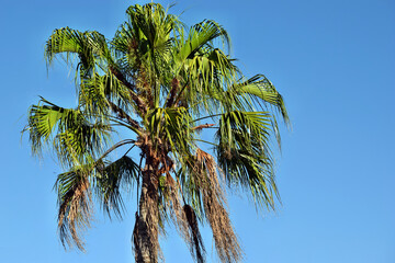 Palm tree with a clear blue sky in Brisbane