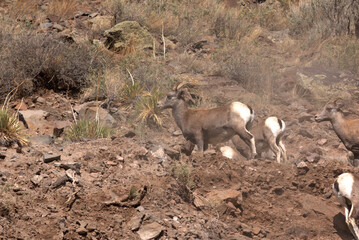 Big Horn sheep in the San Juan Mountains in southern Colorado