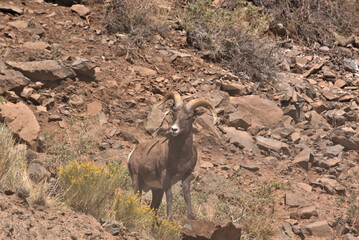 Big Horn Ram in the San Juan Mountains in southern Colorado