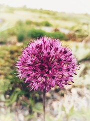 thistle flower