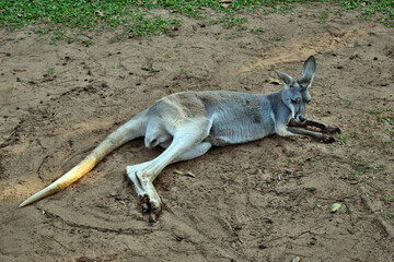 Naklejka na ściany i meble Wild grey kangaroo resting in the park