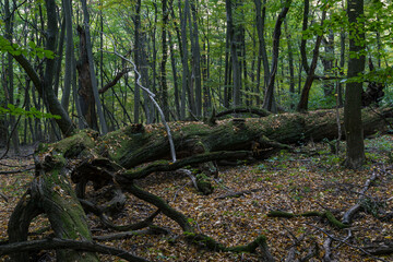 A real jungle in the Vienna city limits at Johannser Kogel in Lainzer Tiergarten