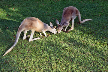 Naklejka na ściany i meble Very muscular wild red kangaroo lying on the ground