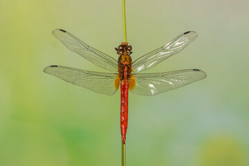 dragonfly perched on branch