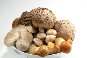 Mushrooms mix on the white background. There are these species - clouded agaric, parazol mushroom, summer bolete, Suillus luteus and Leccinum Rufum