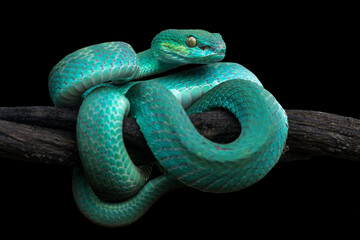 blue insularis viper snake