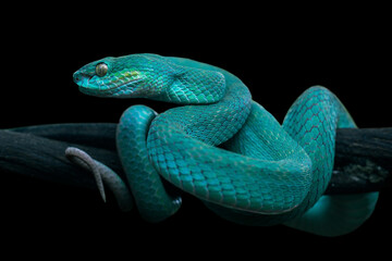 blue insularis viper snake
