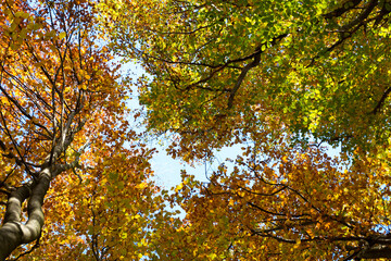 Look up to the treetops. Beautiful colorful autumn sunny weather. Bright sky and leaves in red, yellow, brown shades.