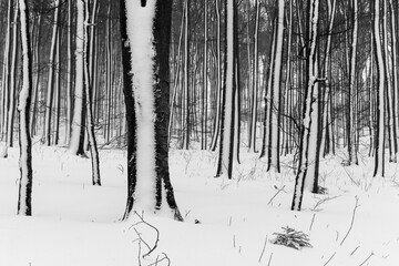 Snow covered trees in the Vienna Woods