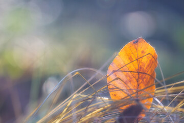 Buntes Herbstblatt im Sonnenschein mit Bokeh Hintergund.