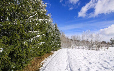 Winter landscape. Trees and snow covered fields.