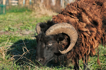 Naklejka premium Gros plan un animal