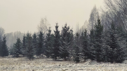 Winter landscape. Trees and snow covered fields.