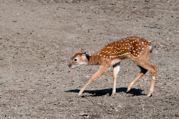 Vietnam sika dear at the zoo
