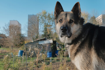 gros plan d'un chien