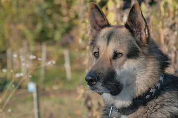 gros plan d'un chien