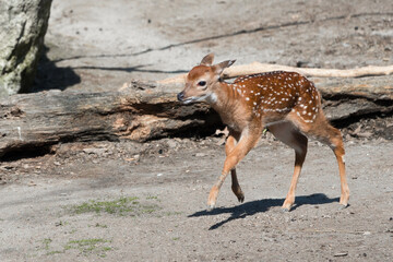 Naklejka premium Vietnam sika dear at the zoo