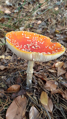 Forest fly agaric. Poisonous mushroom. Forest landscape