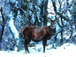 Beautiful deer on the background of snowy trees. Picturesque winter landscape. Artistic work on the theme of nature