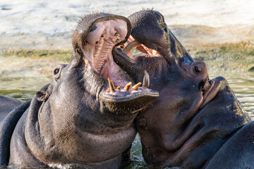 Two Hippopotamus amphibius fighting (in the zoo)