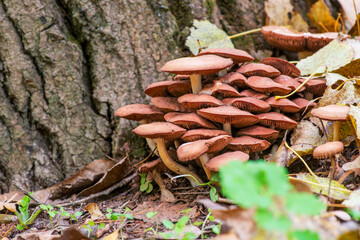 A family of mushrooms in the forest. Close-up, autumn background, mushroom growing. Forest mushrooms