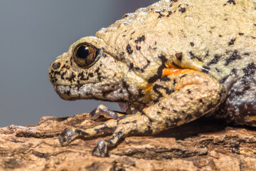 Brown Bullfrog or Gamelan Frog