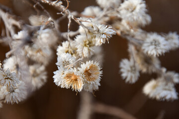 Autumn plant in November in Quebec, Canada