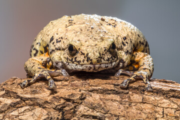 Brown Bullfrog or Gamelan Frog