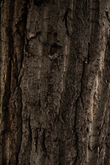 Close up of a brown tree trunk
