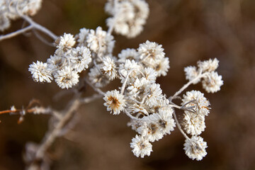 Autumn plant in November in Quebec, Canada