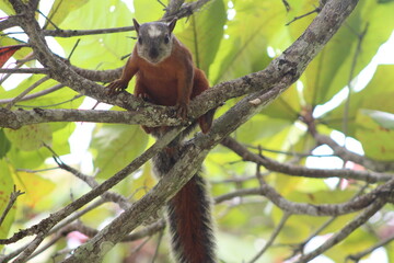 Ardilla en las ramas de un árbol, mira de frente. Costa Rica