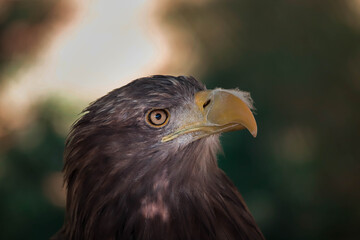 AGUILA IMPERIAL