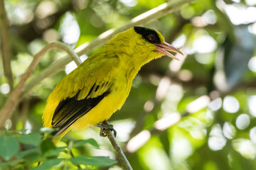 Obraz premium Black-naped Oriole or Oriolus chinensis