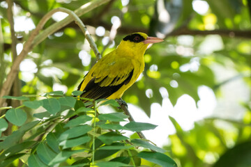 Black-naped Oriole or Oriolus chinensis