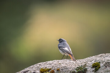 Black redstart (Phoenicurus ochruros) on a rock