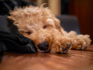 Cute cockapoo puppy sleeping on a table 