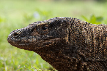The Komodo dragon or Varanus komodoensis