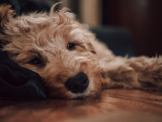 Cute sleepy puppy resting on a table 