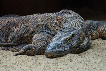 The Komodo dragon or Varanus komodoensis