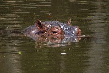 hippopotamus in water