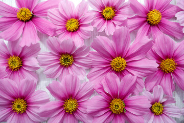 Naklejka na ściany i meble Group of pink flowers, close-up Background.
