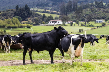 Herd of dairy cattle in La Calera in the department of Cundinamarca close to the city of Bogot&aacute; in Colombia