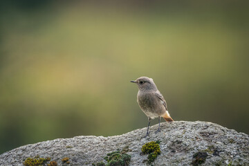 Common Redstart on a rock