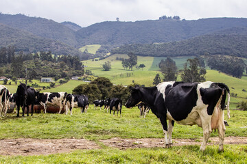 Herd of dairy cattle in La Calera in the department of Cundinamarca close to the city of Bogotá in...