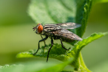 the common house fly in garden